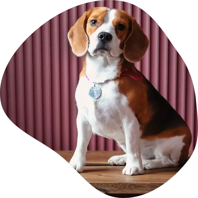 beagle.webp