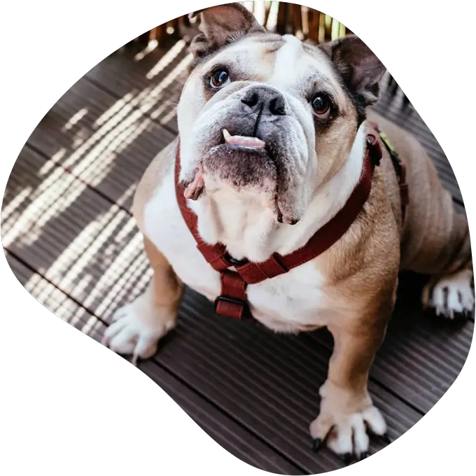 bulldog.webp