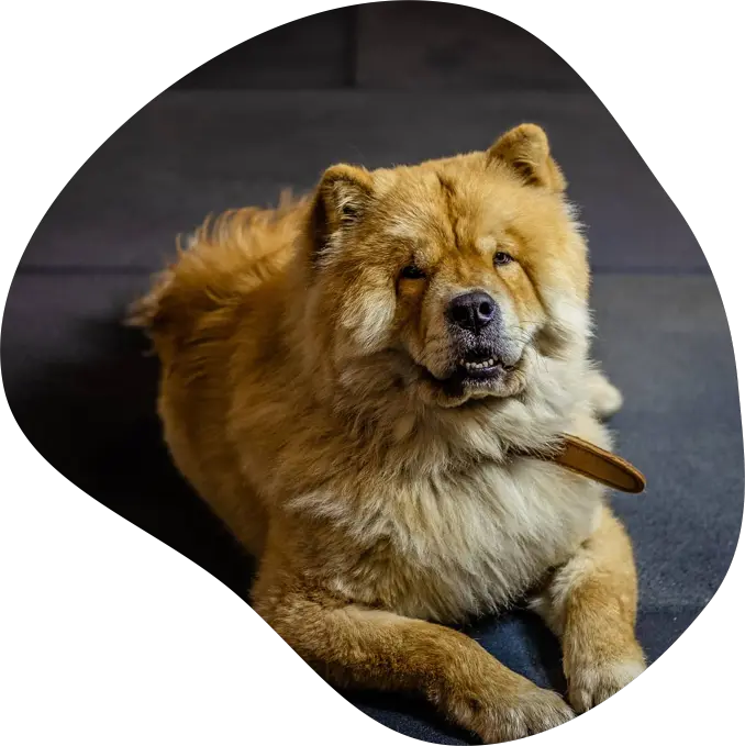 chowchow.webp