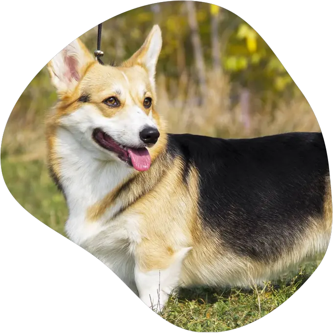 corgi.webp