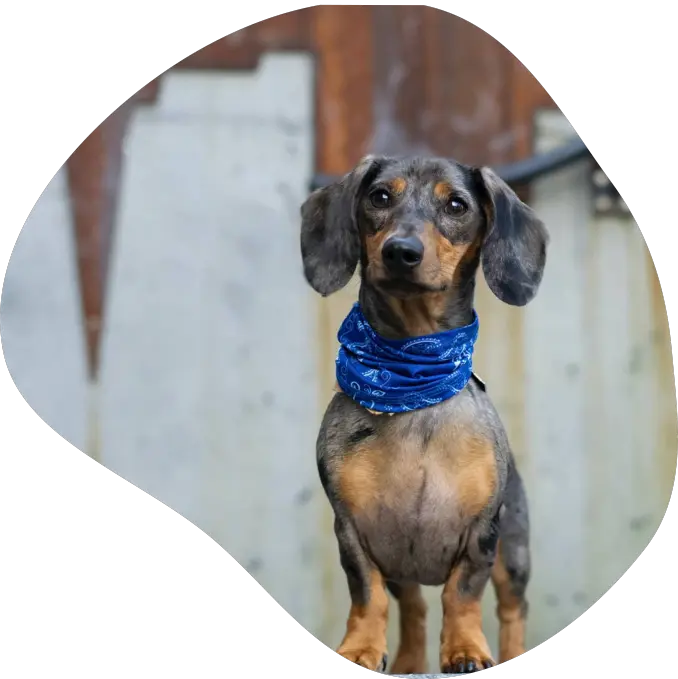 dachshund.webp