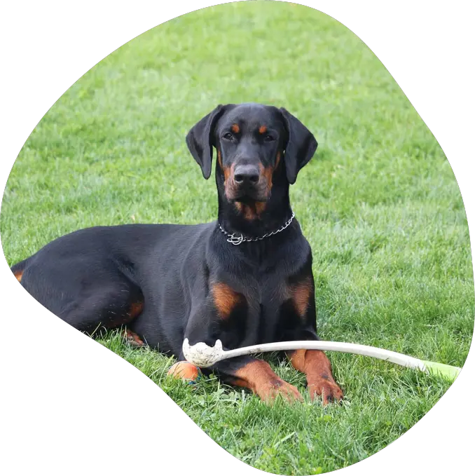 doberman.webp