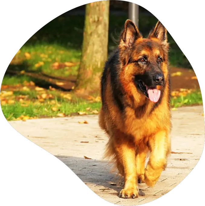 germanshepherd.webp