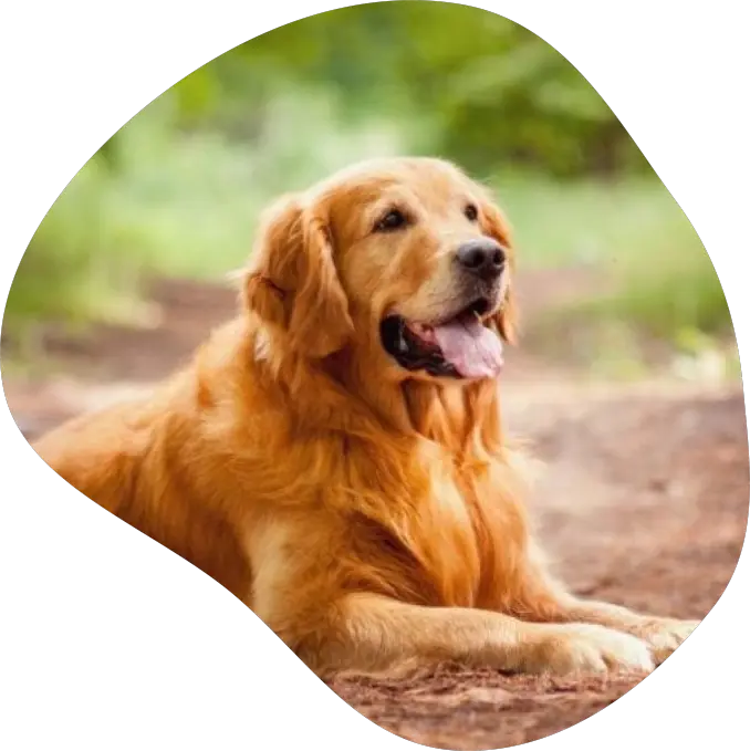 goldenretrievers.webp