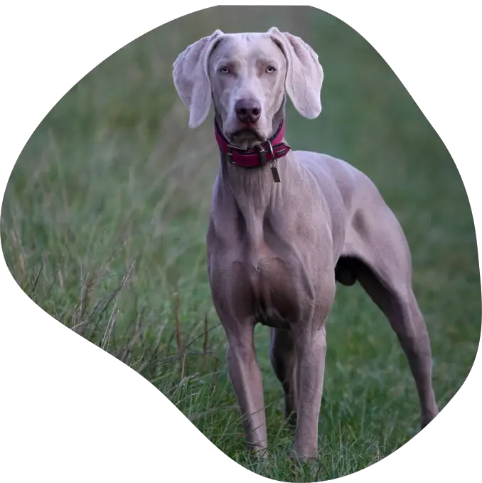 greatdane.webp