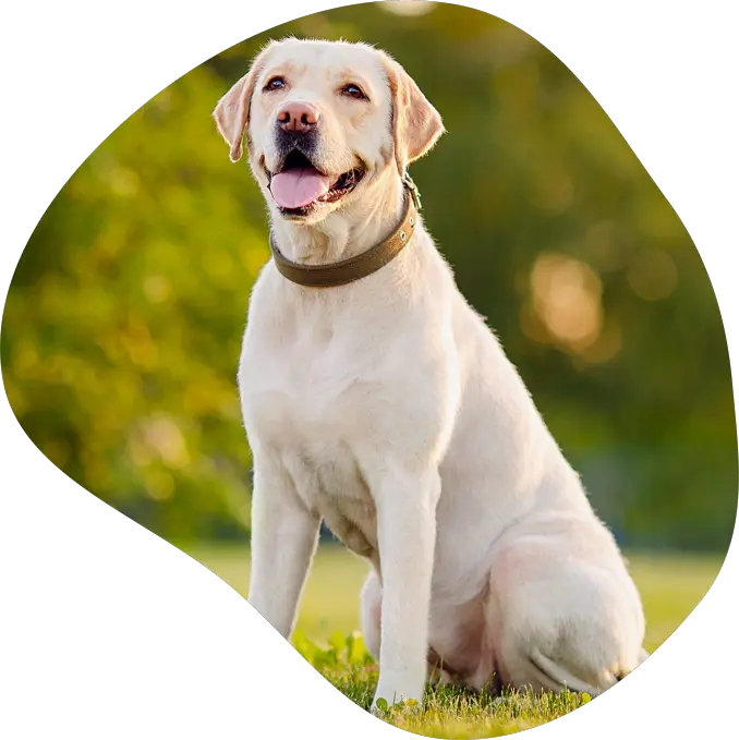 labradorretriever.webp