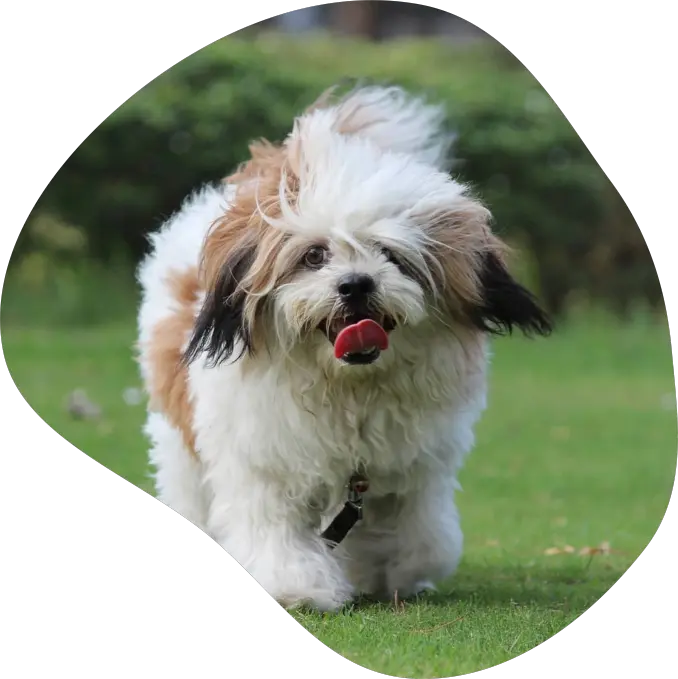 lhasaapso.webp