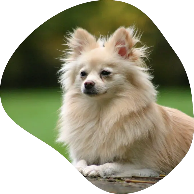 pomeranian.webp