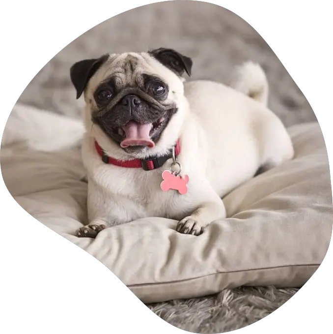 pug.webp