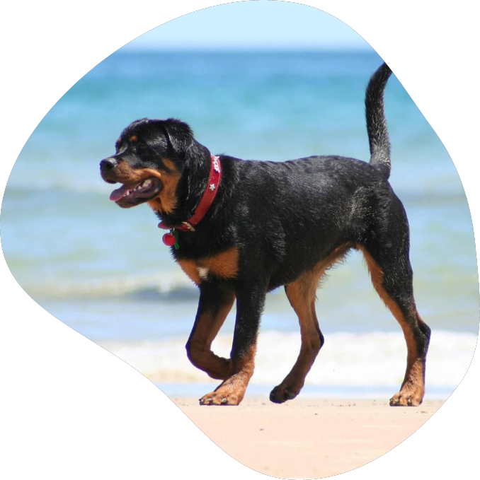 rottweiler.webp