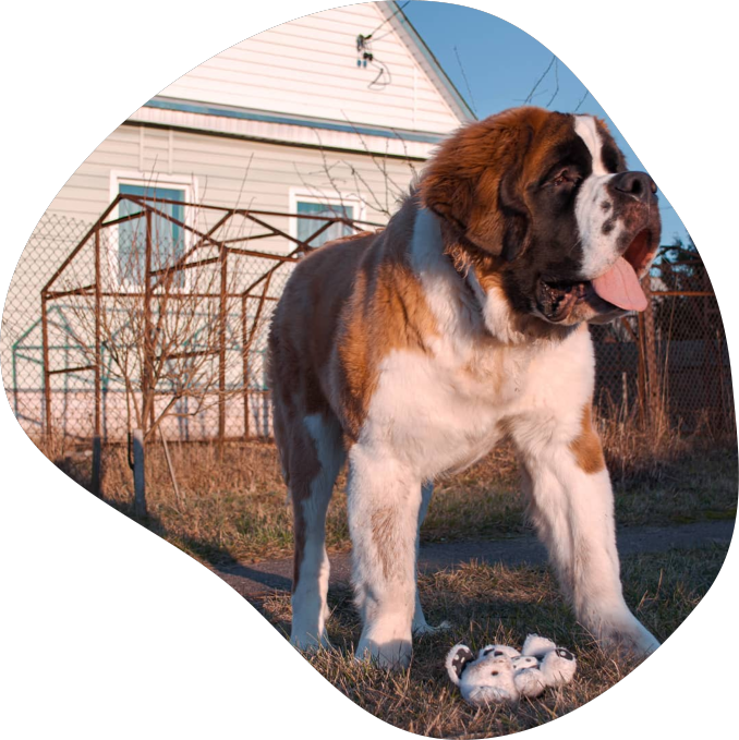 saintbernard.webp