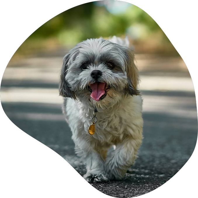 shihtzu.webp