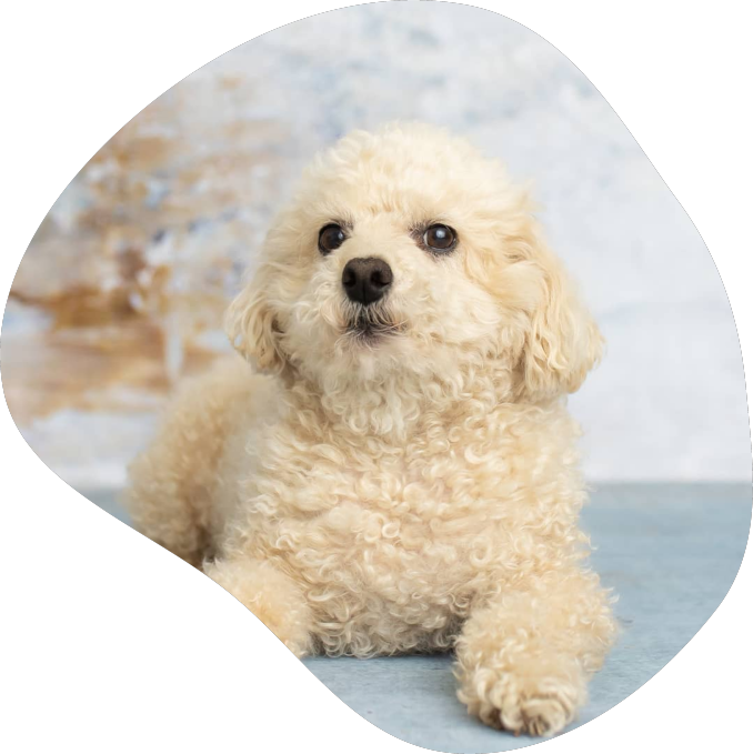 toypoodle.webp